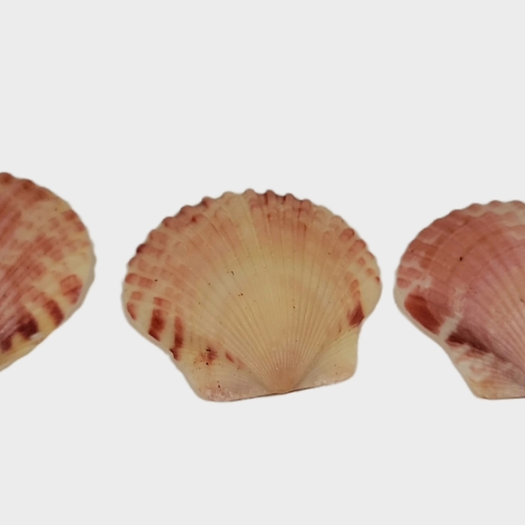 Hand Picked Purple Maroon Gray And Pink Colored Shells 10 Count As Shown Plus 15 - Picture 5 of 7